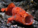 Moaning Red Frogfish