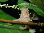 Sargassum Frogfish