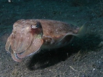 Curious cuttlefish