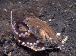 Small octopus hidding in a broken shell
