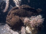 Black giant frogfish
