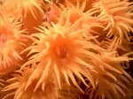 Yellow Cup Corals