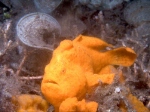 Orange Frogfish