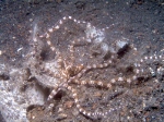 Wonderpus octopus