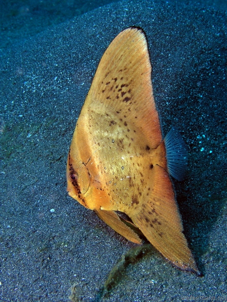 Goldener Fledermausfisch / Golden Batfish