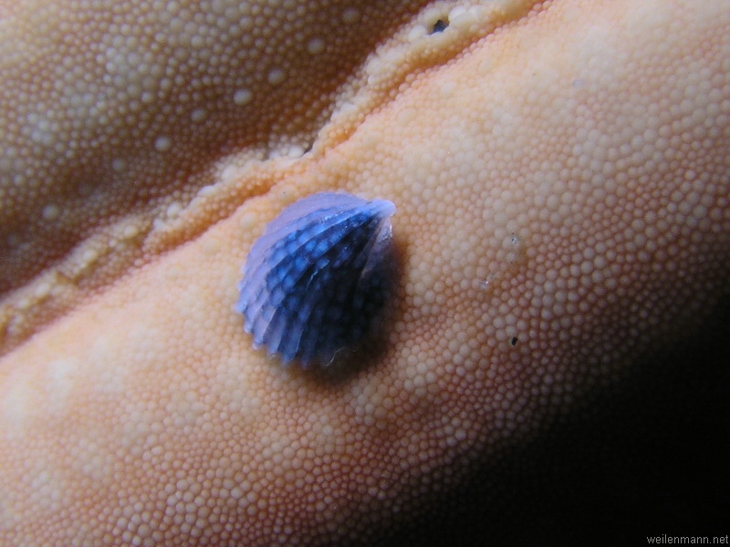 Small shell on Seastar