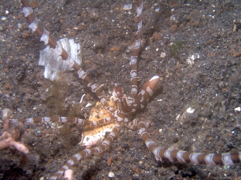 Wonderpus octopus