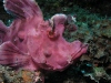 Photos from Lembeh Strait